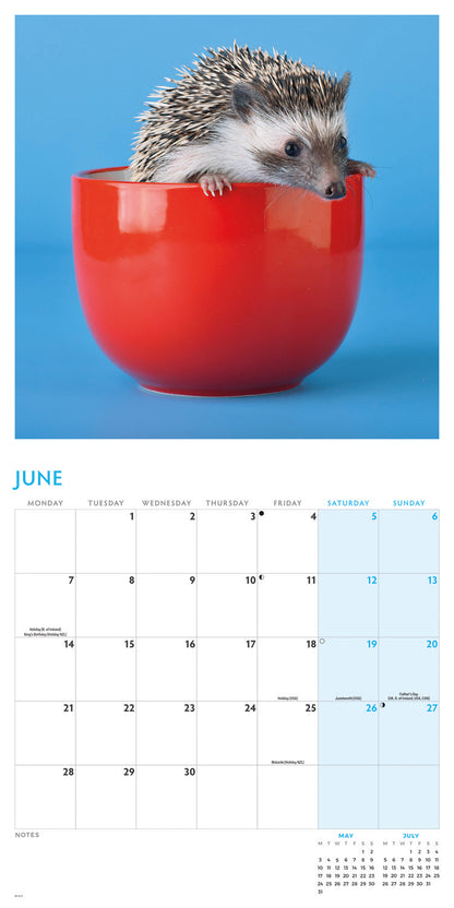 Hedgehogs Wall Calendar 2027
