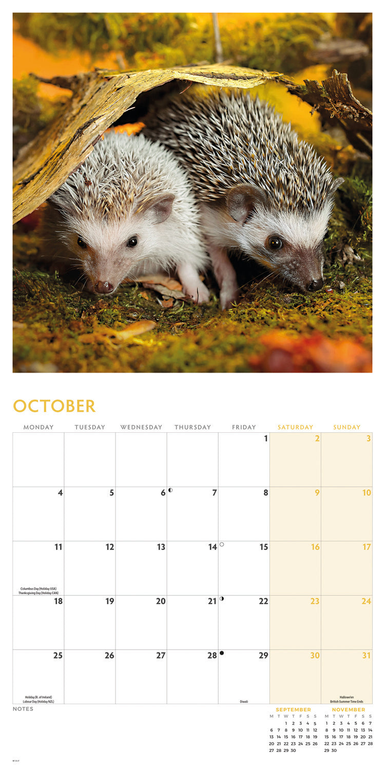Hedgehogs Wall Calendar 2027