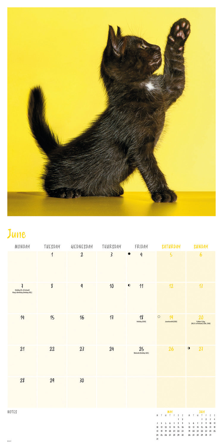 Black Cats Wall Calendar 2027