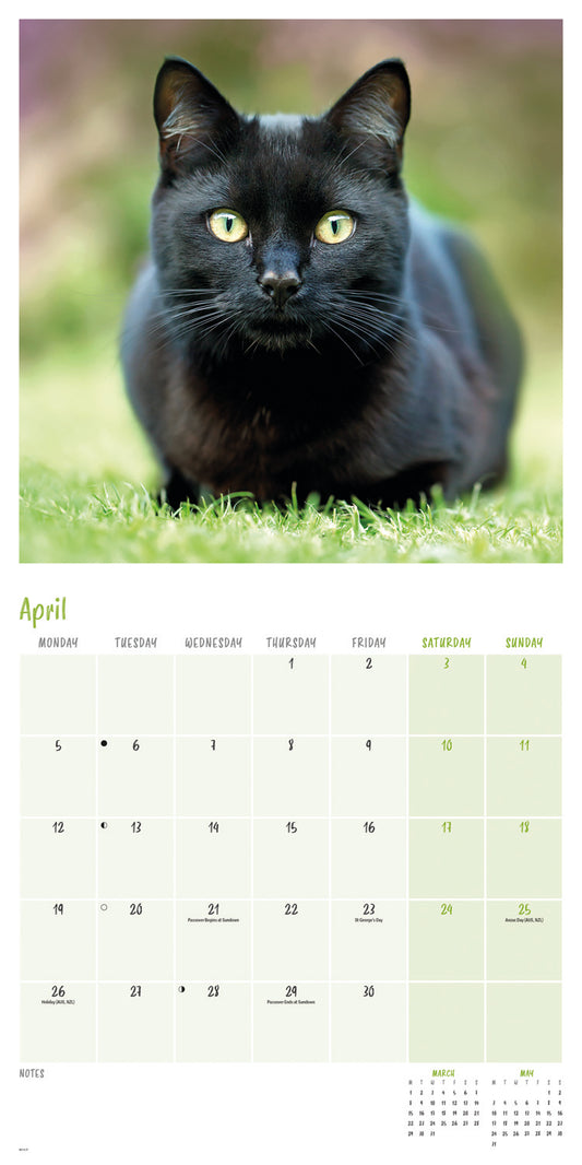 Black Cats Wall Calendar 2027