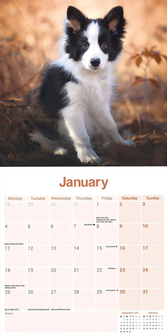 Border Collie Wall Calendar 2027