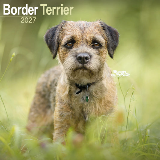 Border Terrier Wall Calendar 2027
