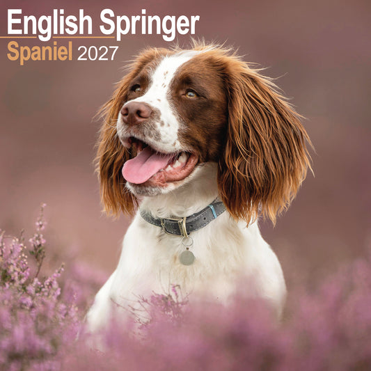 English Springer Spaniel Wall Calendar 2027
