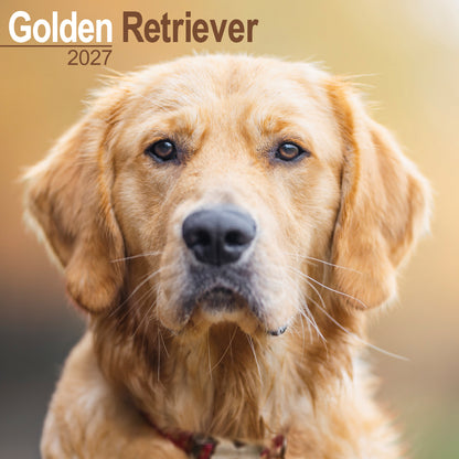 Golden Retriever Wall Calendar 2027