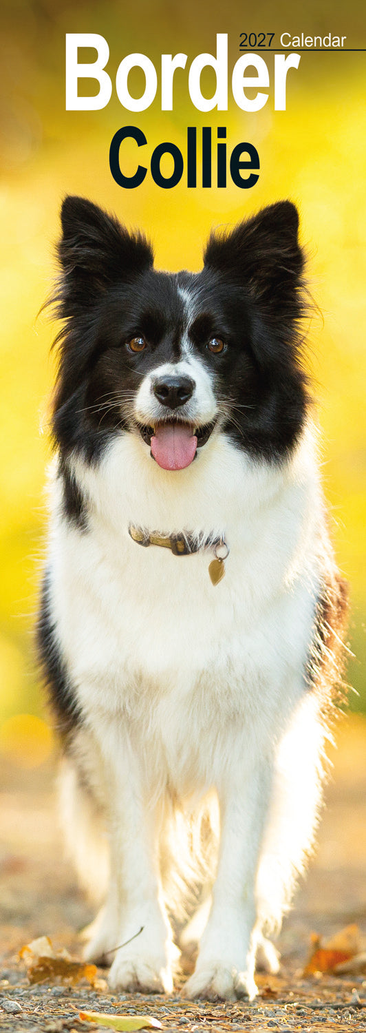 Border Collie Slim Calendar 2027