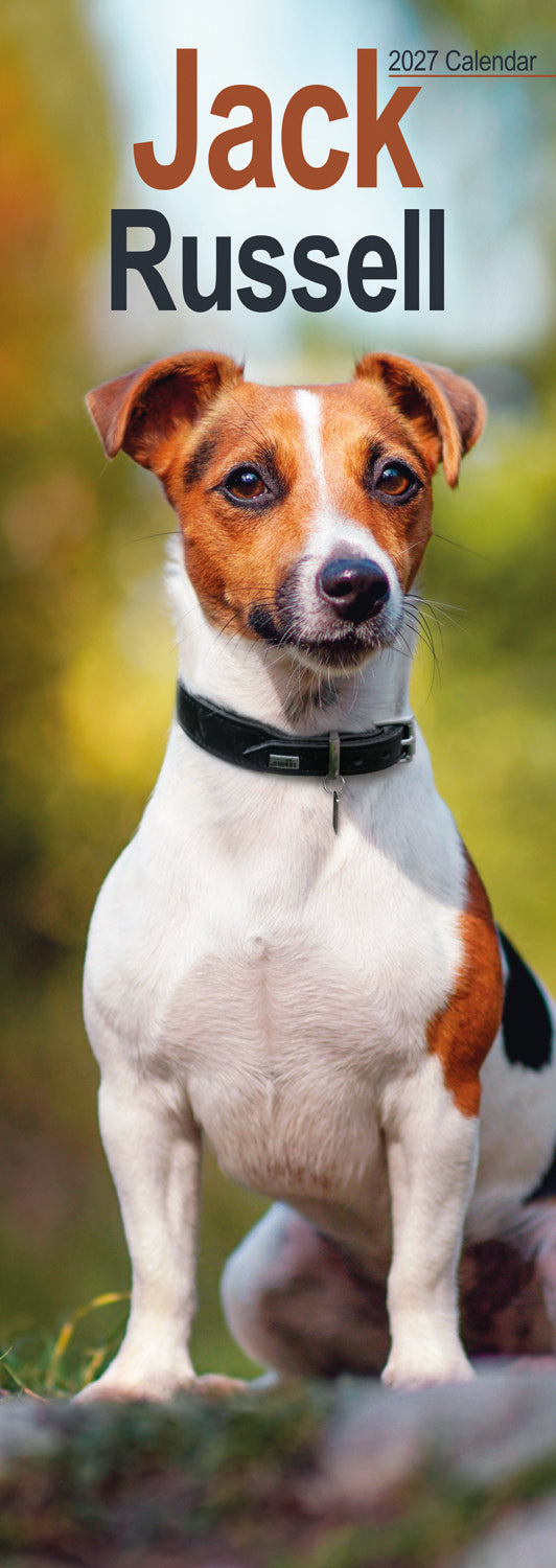Jack Russell Slim Calendar 2027