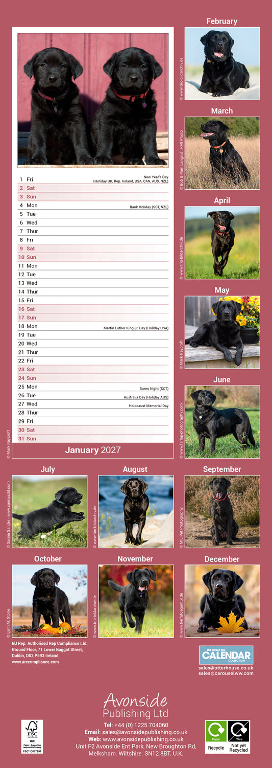 Black Labrador Retriever Slim Calendar 2027