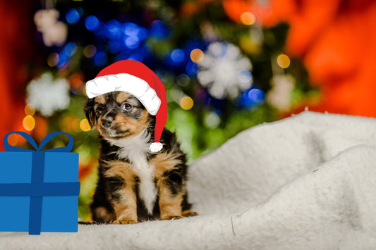 Warm Hearted Gift - Santa Paws