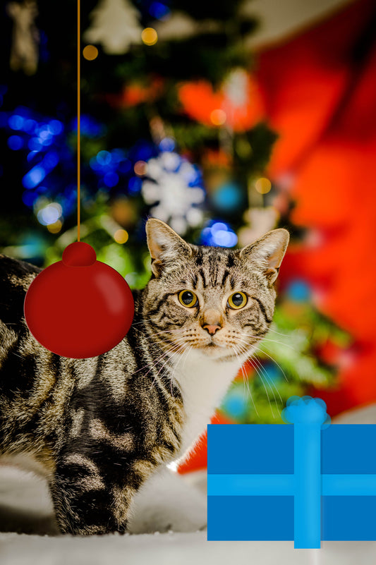 Warm Hearted Gift - Miaowy Christmas