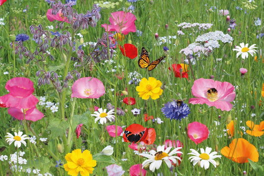 Bees Seed Shaker Butterfly & Bee