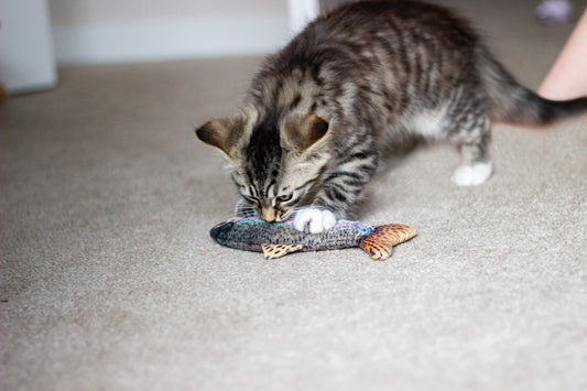 Catnip Trout