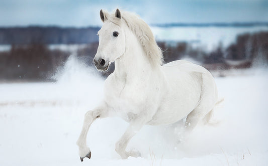 A Gallop in the Snow 10 Cards