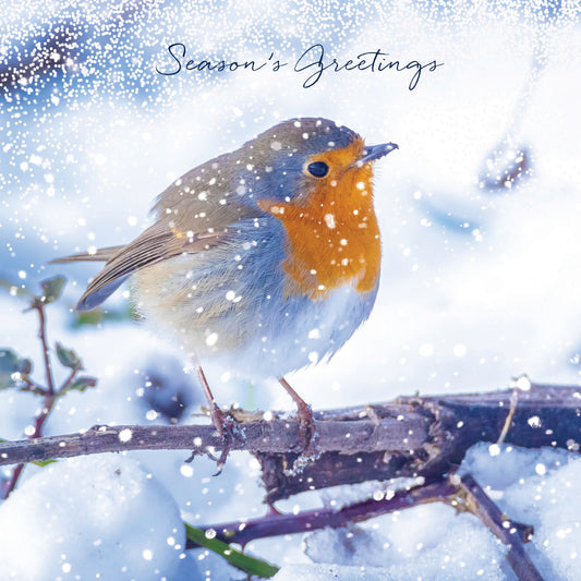 Winter Robin Redbreast Christmas Cards