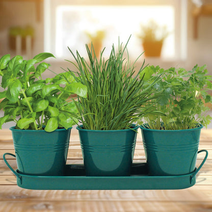 Trio Herb Grow Set