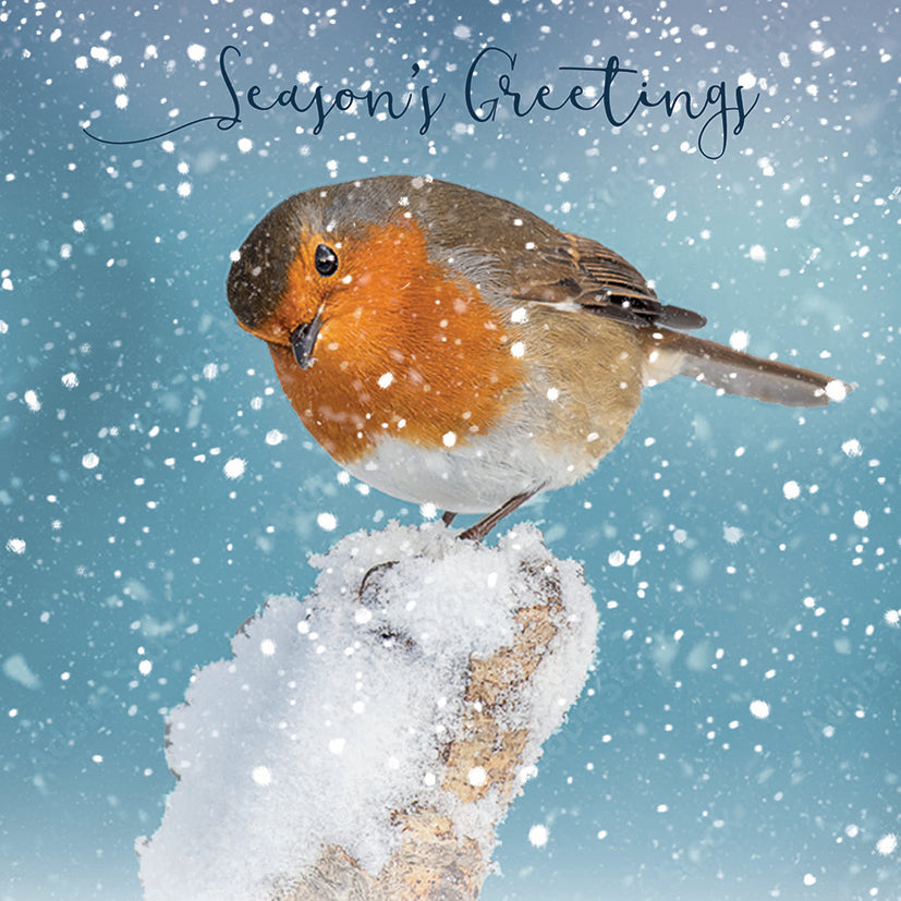 Snowy Robin Redbreast Christmas Cards