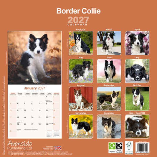 Border Collie Wall Calendar 2027