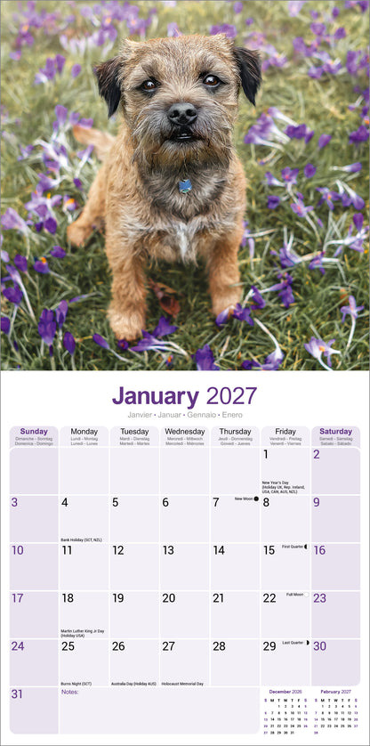 Border Terrier Wall Calendar 2027