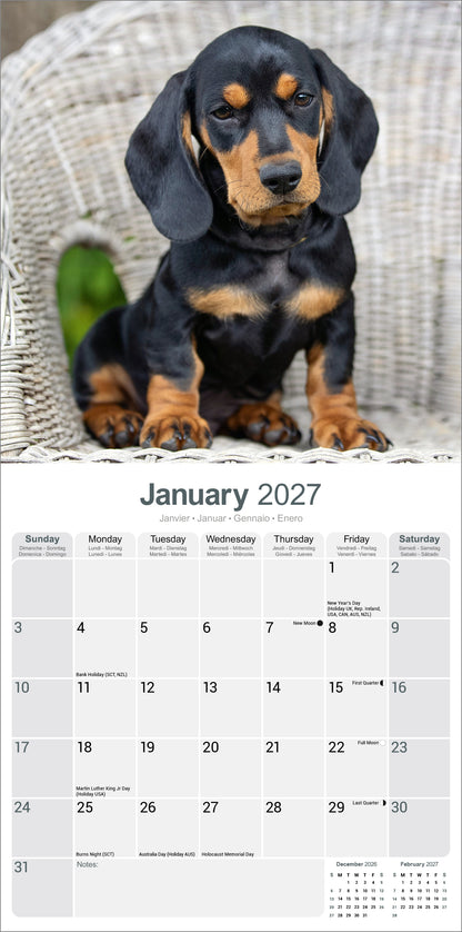 Dachshund Wall Calendar 2027