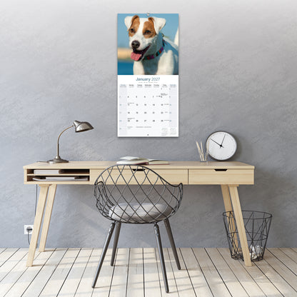 Jack Russell Wall Calendar 2027