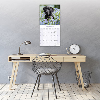 Black Labrador Retriever Wall Calendar 2027