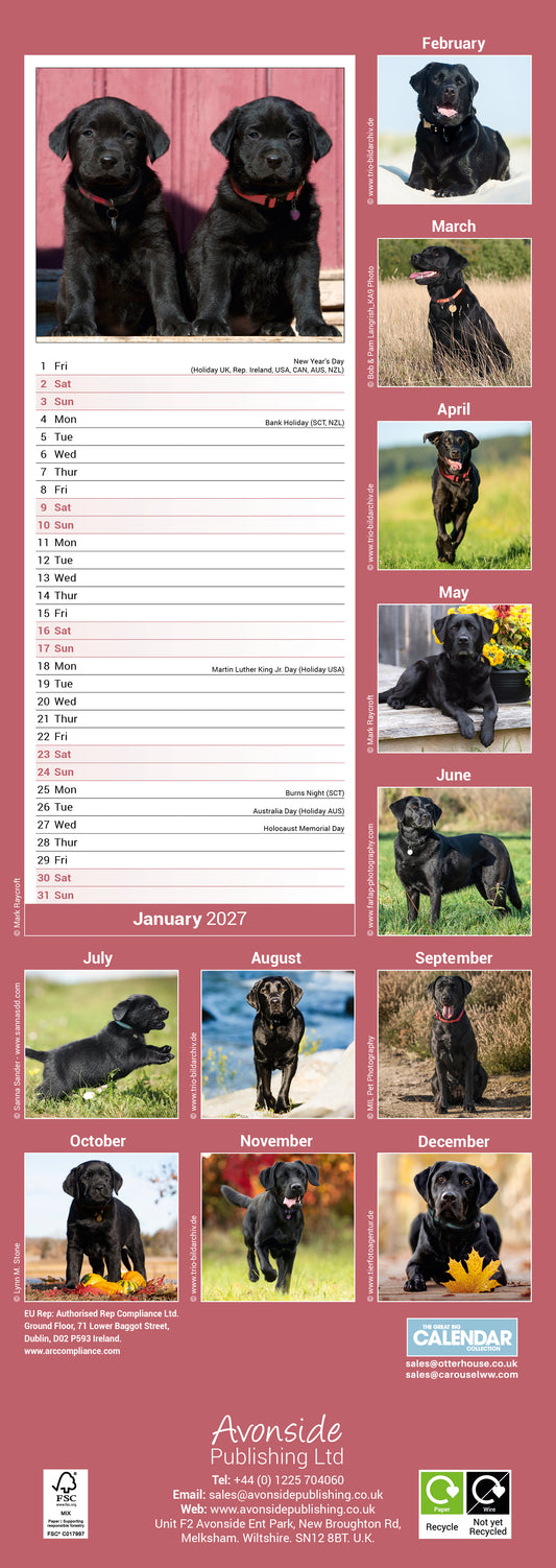 Black Labrador Retriever Slim Calendar 2027