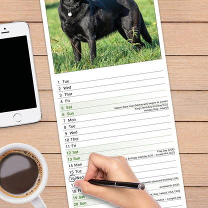 Black Labrador Retriever Slim Calendar 2027