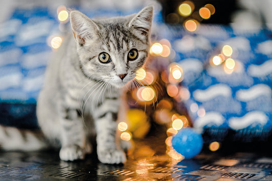 Warm Hearted Gift - Miaowy Christmas
