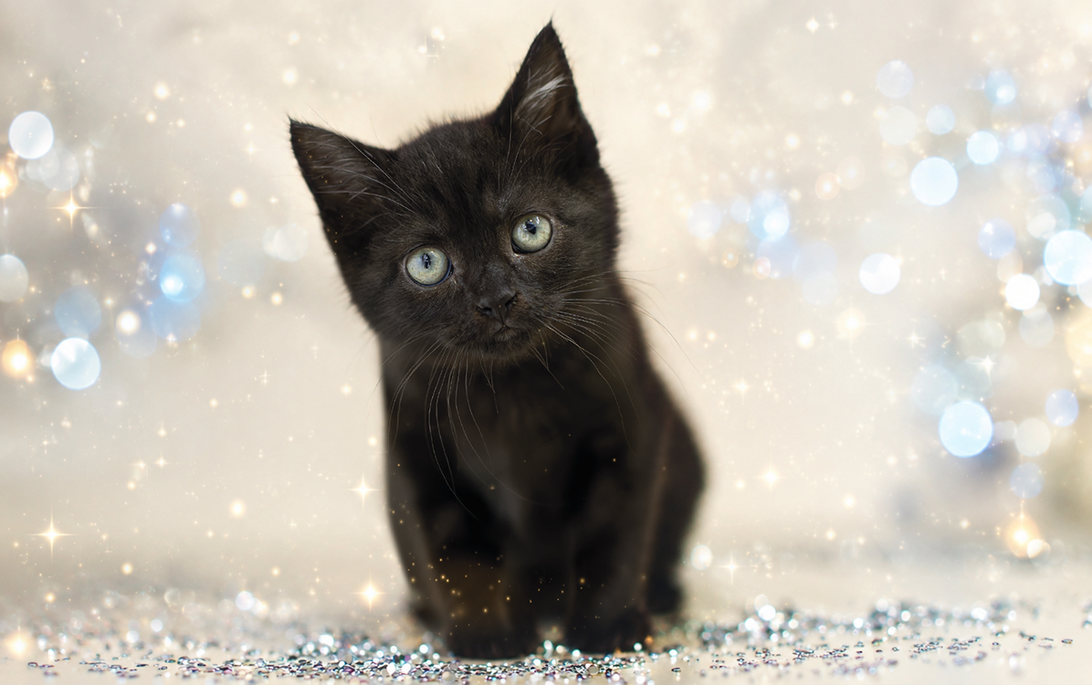 Cute black kitten on festive background
