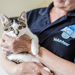 A Blue Cross volunteer holding a tabby and white kitten